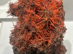 -重庆自然博物馆(新馆)