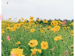 -游子山休闲旅游区