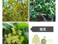 -东莞植物园