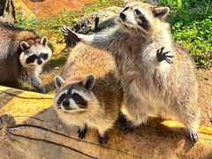 -大连森林动物园