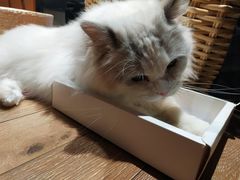 -瞄一喵猫咖(格力海岸店)