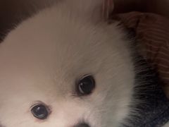 -中农大我爱我爱24h动物医院·中医针灸·猫专科·骨科医疗中心(双井店)