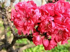 -南汇桃花村