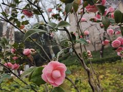 -武汉大学-樱园