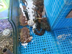 -晶渔坊·海鲜私房菜(东夷小镇店)