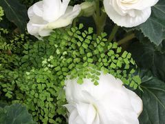 -斐兹洛伊花园