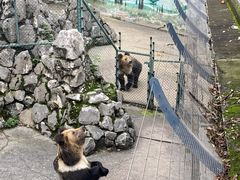 -成都动物园