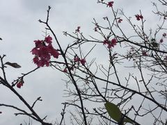 -天适樱花悠乐园