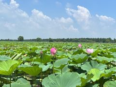 -洪湖生态旅游区