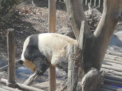 -沈阳森林动物园