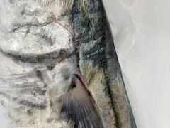 -李村大集
