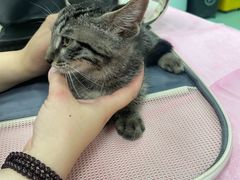 -北京观赏动物医院·24小时大型综合·猫专科·异宠专科