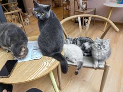 -猫咪派对(江南西店)
