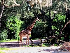 -奥兰多迪士尼动物王国乐园