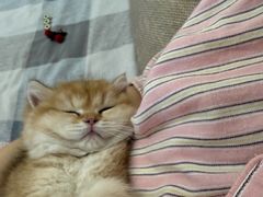 -心仪动物医院·牙专科·肿瘤·心脏科(西客站院)