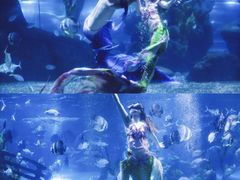 -南昌海洋公园