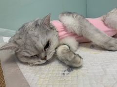 -纳吉亚猫专科动物医院博雅分院