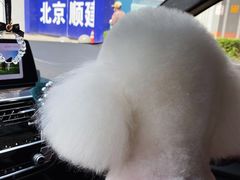 -有它宠物(顺义双兴店)