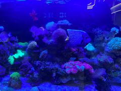 -1013 PET SHOP精品宠物商店(丁香店)