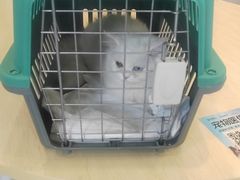 -瑞鹏宠物医院·骨科·猫科·内科(第一中心)