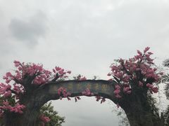 -天适樱花悠乐园