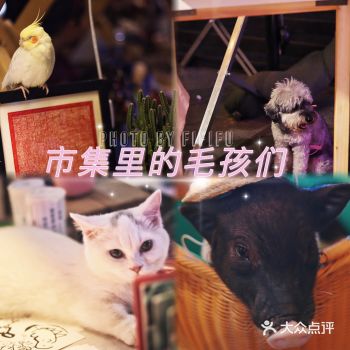 知岛市集真正的幕后大佬！