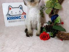 -十年猫舍·猫咪专门店(普陀店)