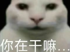 -蔡记·九米羊肉炉(东渡店)