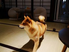 -逗柴咖啡屋·狗咖猫咖宠物桌游