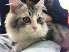 -飞行喵MR PILOT|猫舍·猫咖(静安大融城店)