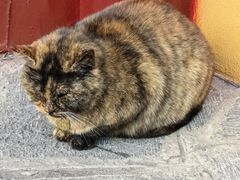 -鸡鸣赐茶(鸡鸣寺路店)