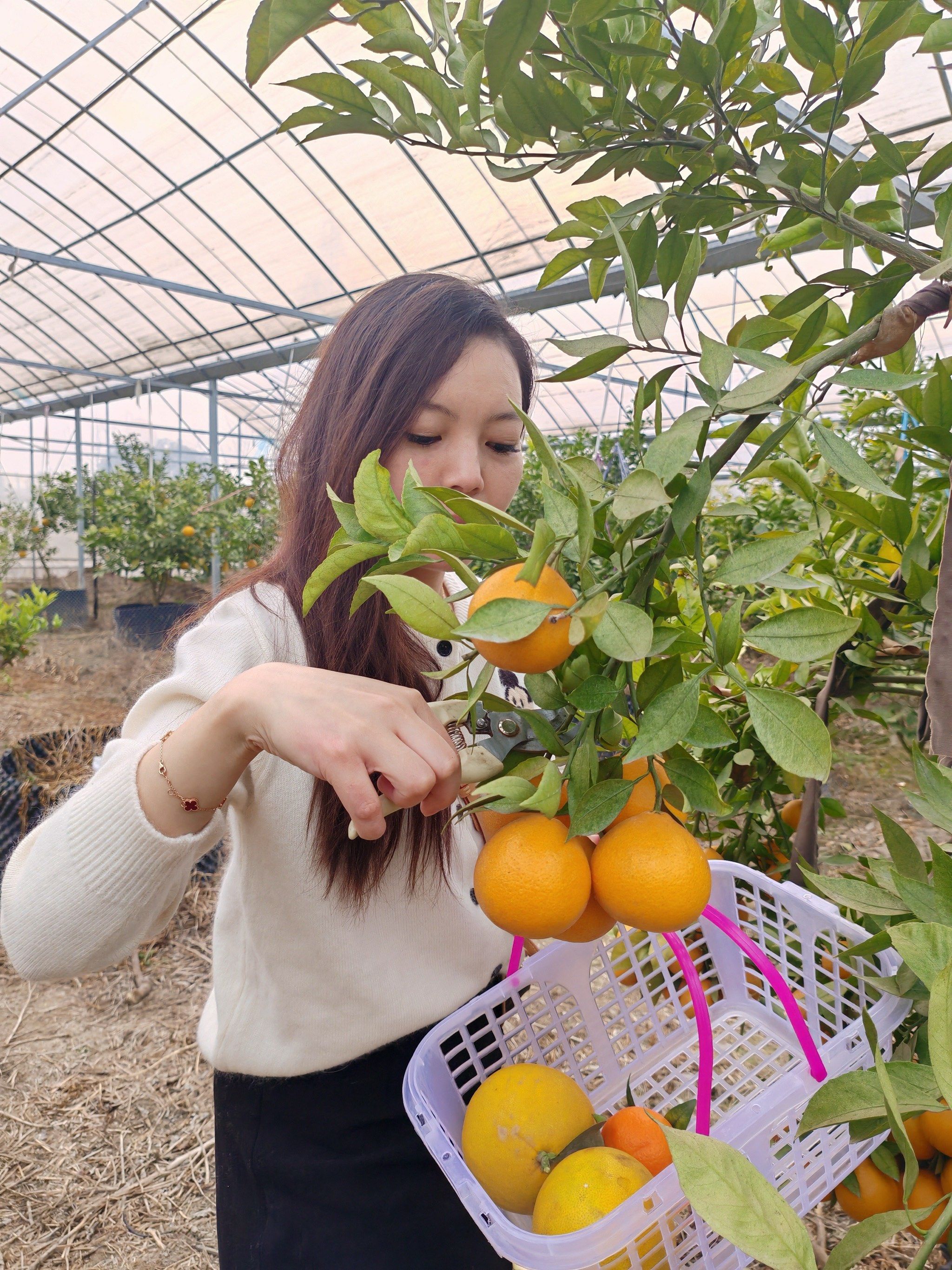 明媚果园采摘乐