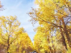 -金塔沙漠胡杨林景区