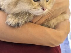 -小猫来了·猫咪专售(红山六九七九店)