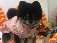 -BABYDOG宝贝狗宠物乐园(欧洲城店)