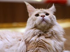 -有猫主题·治愈系猫咖(曾厝垵店)