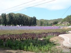-紫海香堤香草艺术庄园