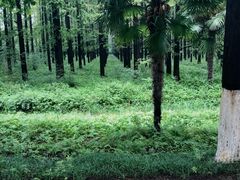 -黄海国家森林公园