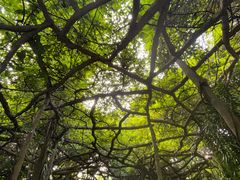 -广西壮族自治区药用植物园