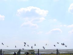 -盐城丹顶鹤湿地生态旅游区