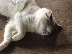 -东方名猫馆·英短金渐层布偶猫舍(环线广场1号楼店)