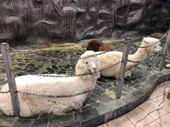 -上海大自然野生昆虫馆(东方明珠·爬宠昆虫探索中心)