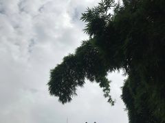 -张坝桂圆林公园