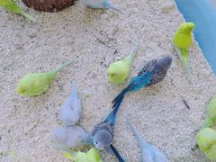 -怪兽屋·羊驼·猫咖·狗咖(俊华广场店)