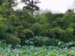 -艾溪湖湿地公园