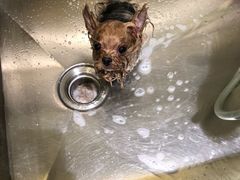 -Pets First伊珊娜洗护·精致美容·家庭式寄养(新会路店)