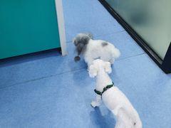 -博特宠物医院24h犬猫全科.骨科·异宠
