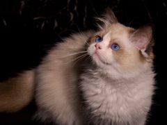 -lincat·猫舍(广州店)