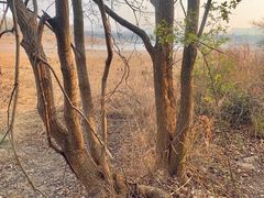 -盘龙城国家考古遗址公园