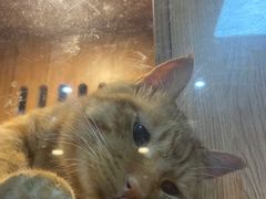 -叮叮猫咪生活馆